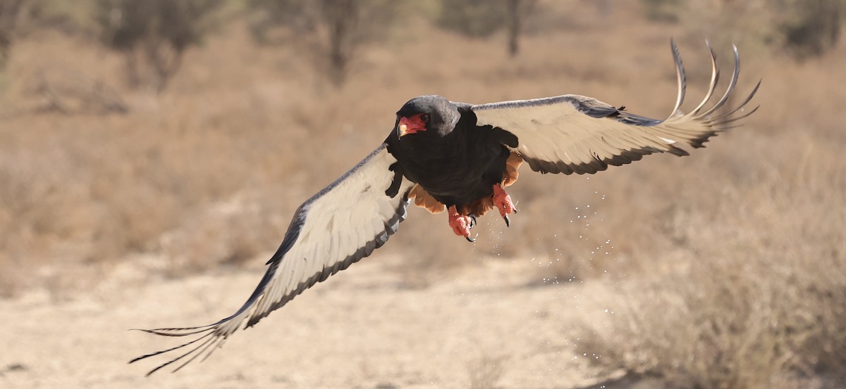 Bateleur - ML628516397