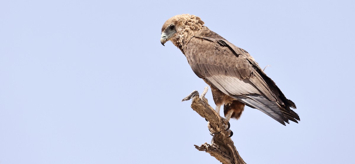 Bateleur - ML628516409