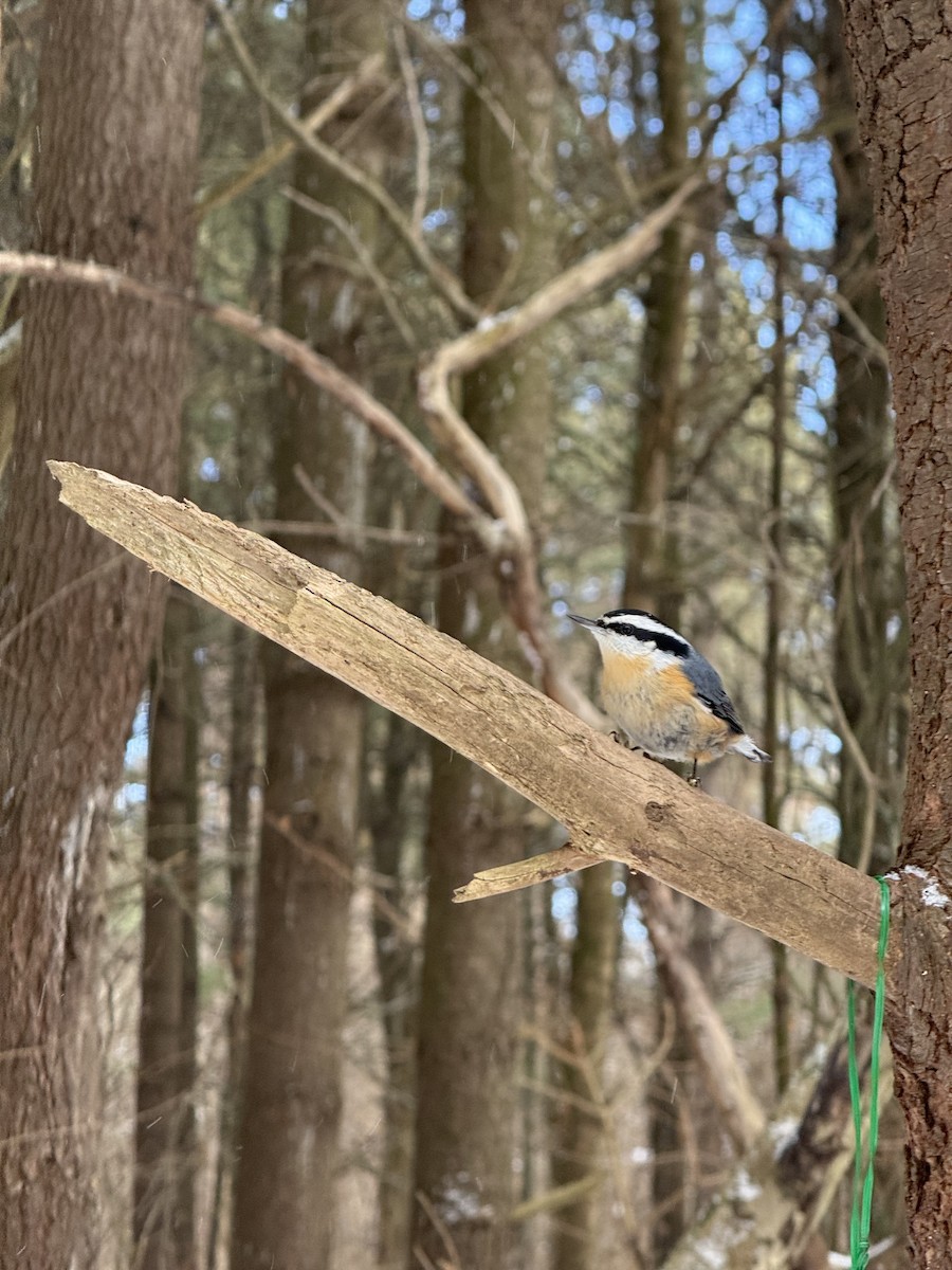 Red-breasted Nuthatch - ML628516441