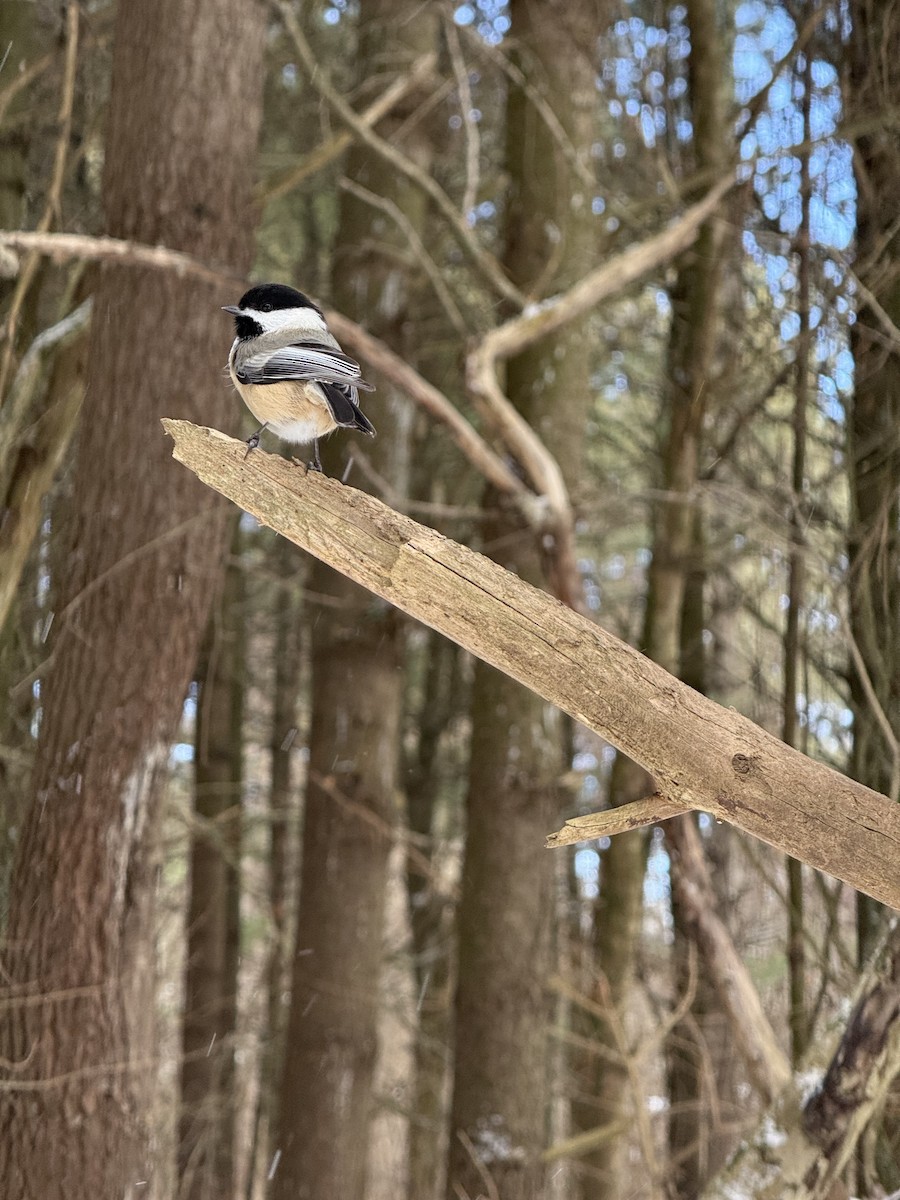 Black-capped Chickadee - ML628516448