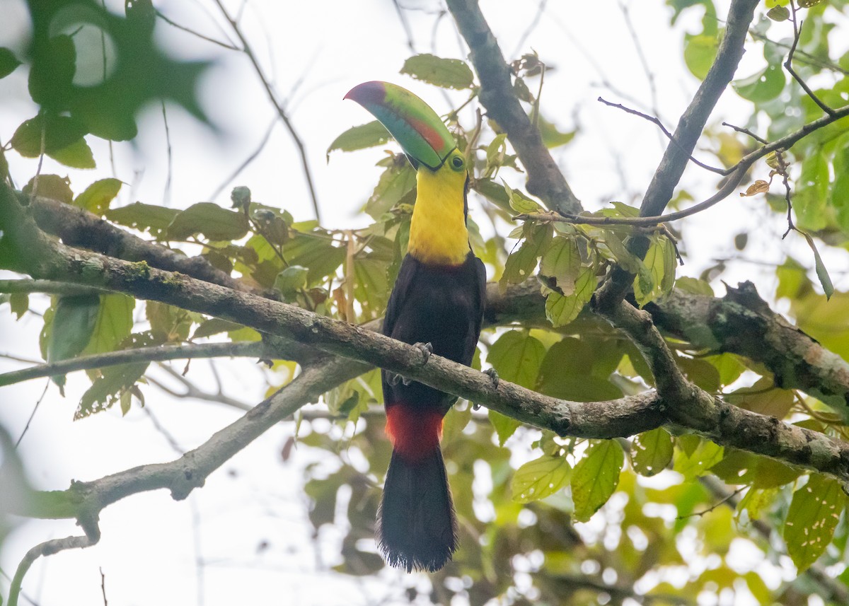 Keel-billed Toucan - ML628516516