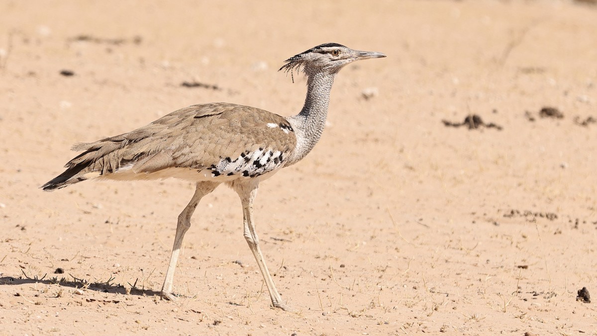Kori Bustard - ML628516529