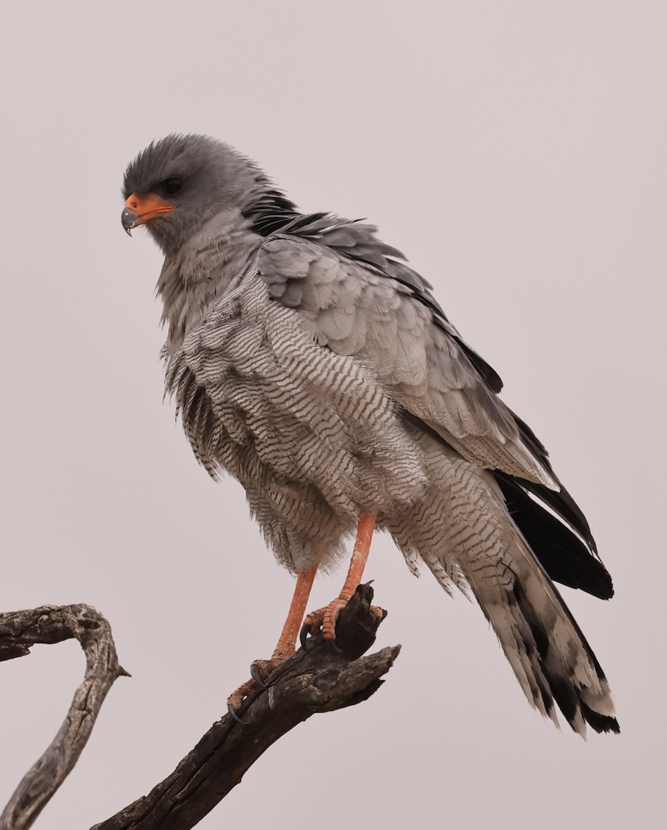 Pale Chanting-Goshawk - ML628516555