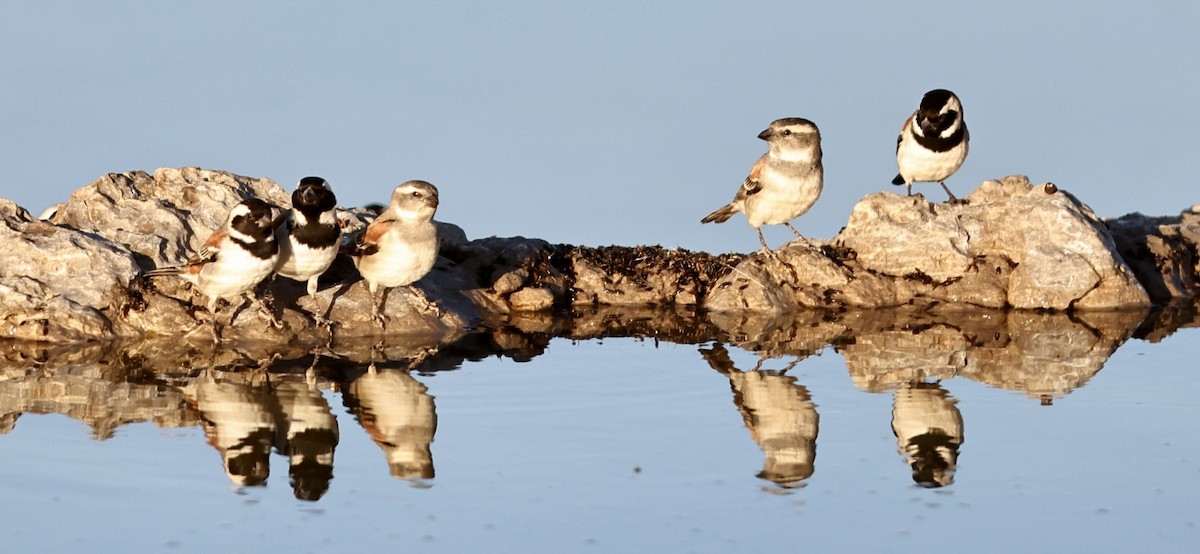 Cape Sparrow - ML628516611