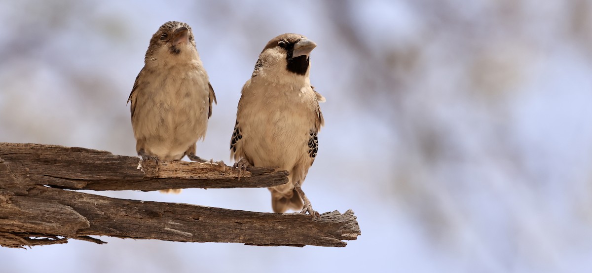 Sociable Weaver - ML628516668