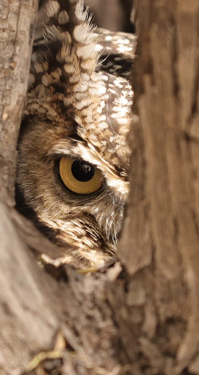 Spotted Eagle-Owl - ML628516711