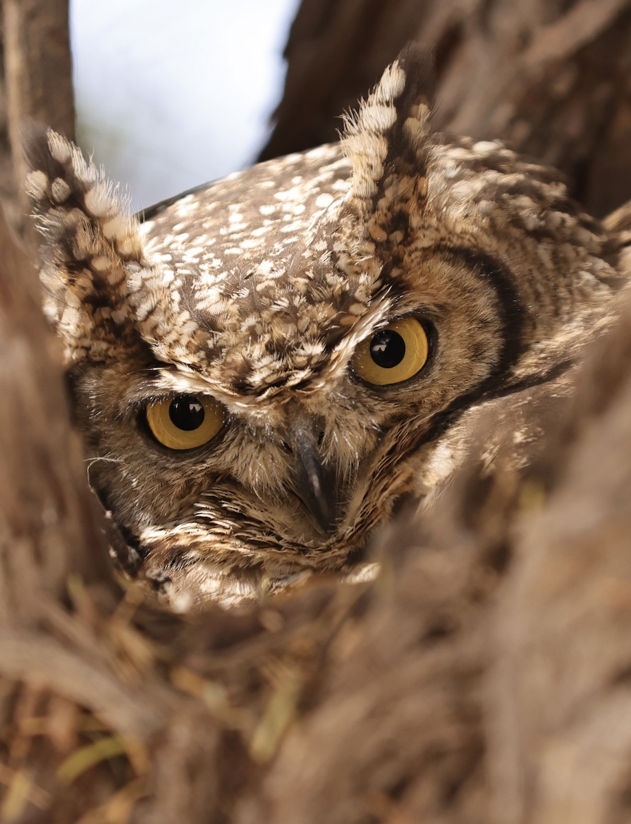 Spotted Eagle-Owl - ML628516712
