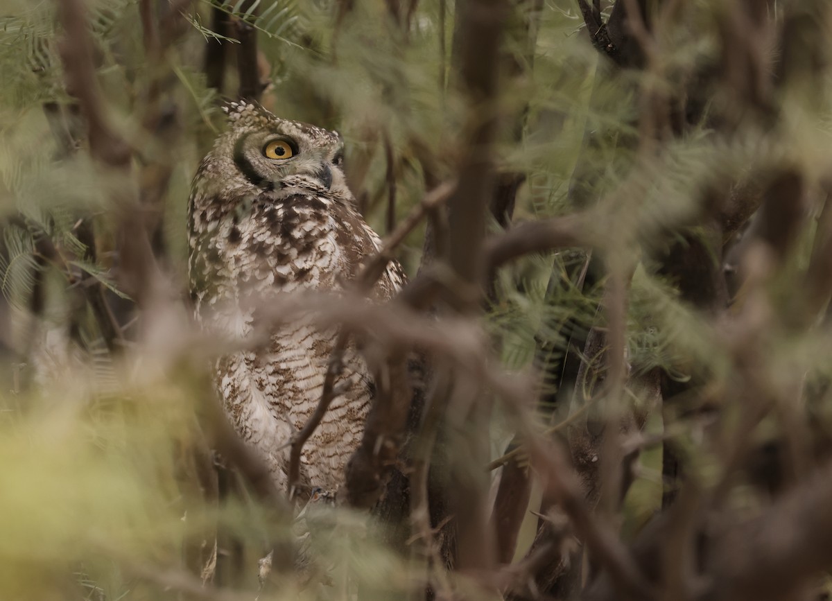 Spotted Eagle-Owl - ML628516713