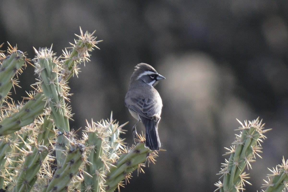 Black-throated Sparrow - ML628516932