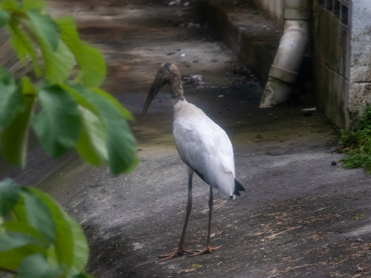 Wood Stork - ML628516988