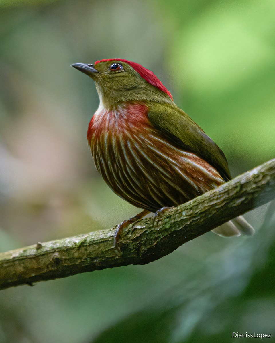 Striolated Manakin - ML628517032