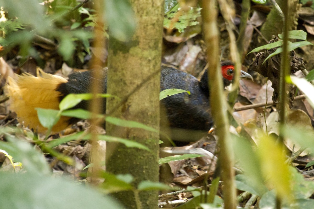 Malayan Crestless Fireback - ML628517499