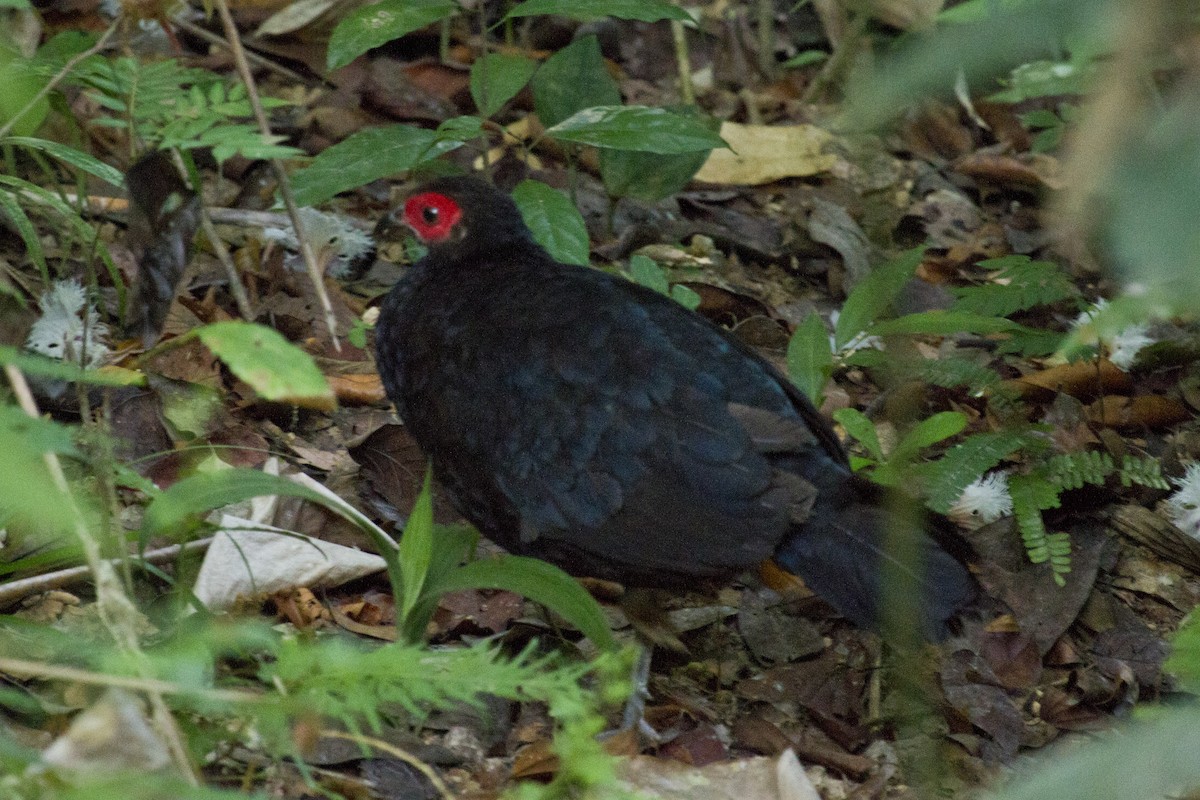 Malayan Crestless Fireback - ML628517530