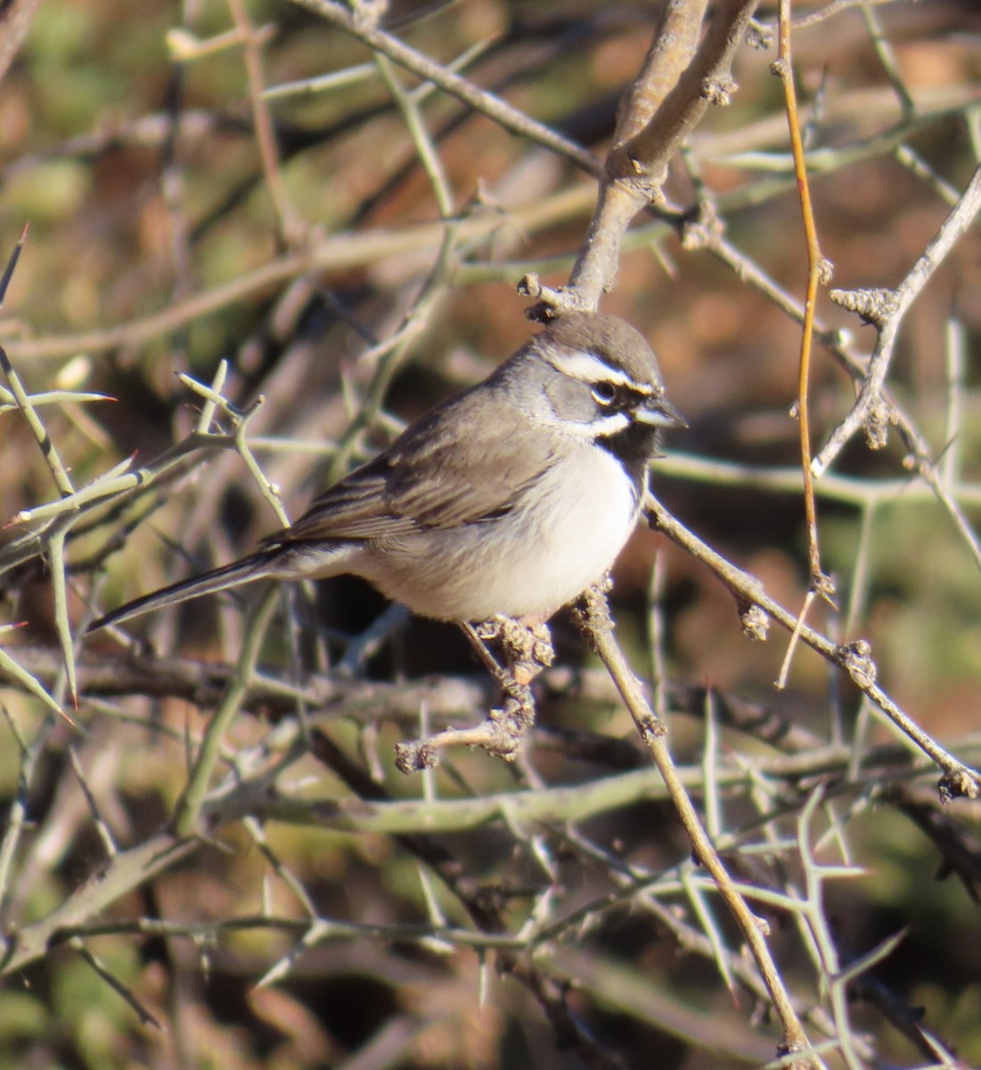 Black-throated Sparrow - ML628517544