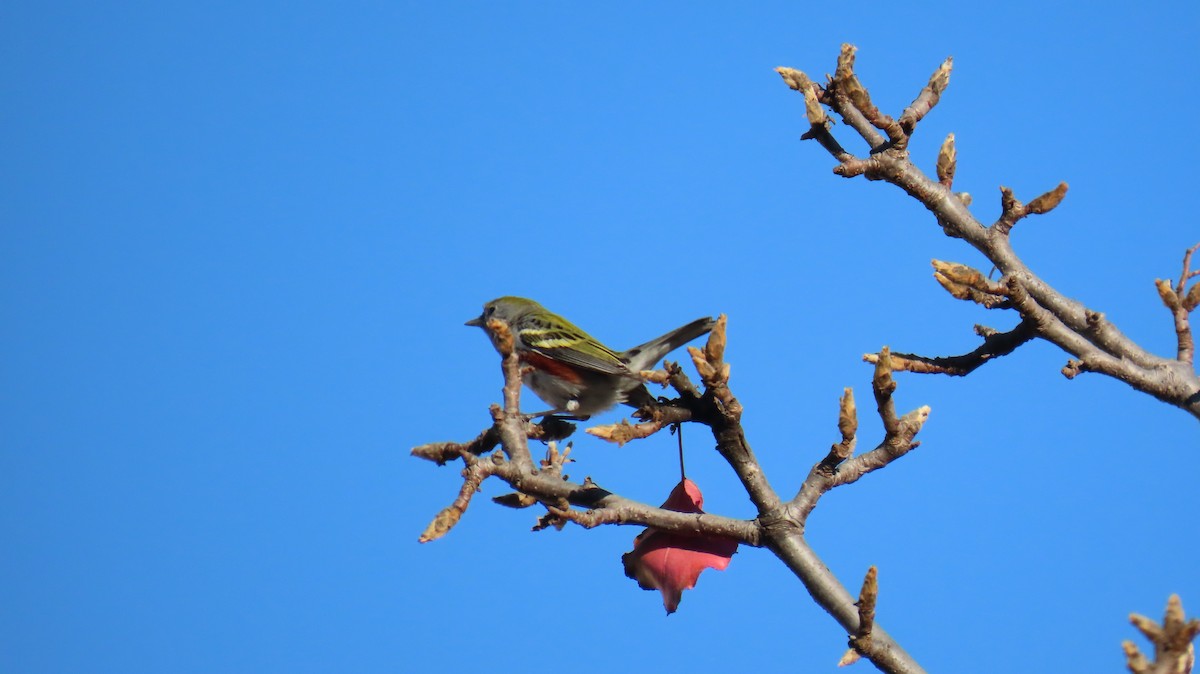 Chestnut-sided Warbler - ML628517575