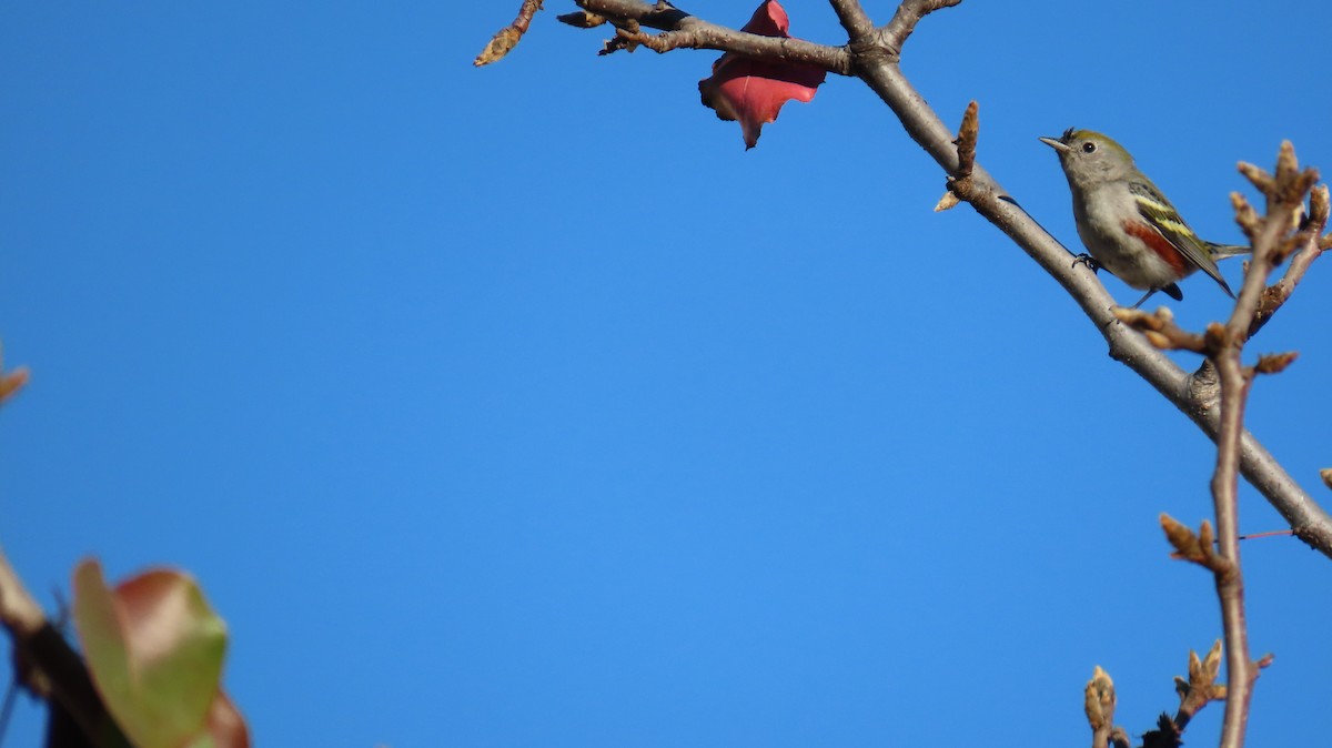 Chestnut-sided Warbler - ML628517578