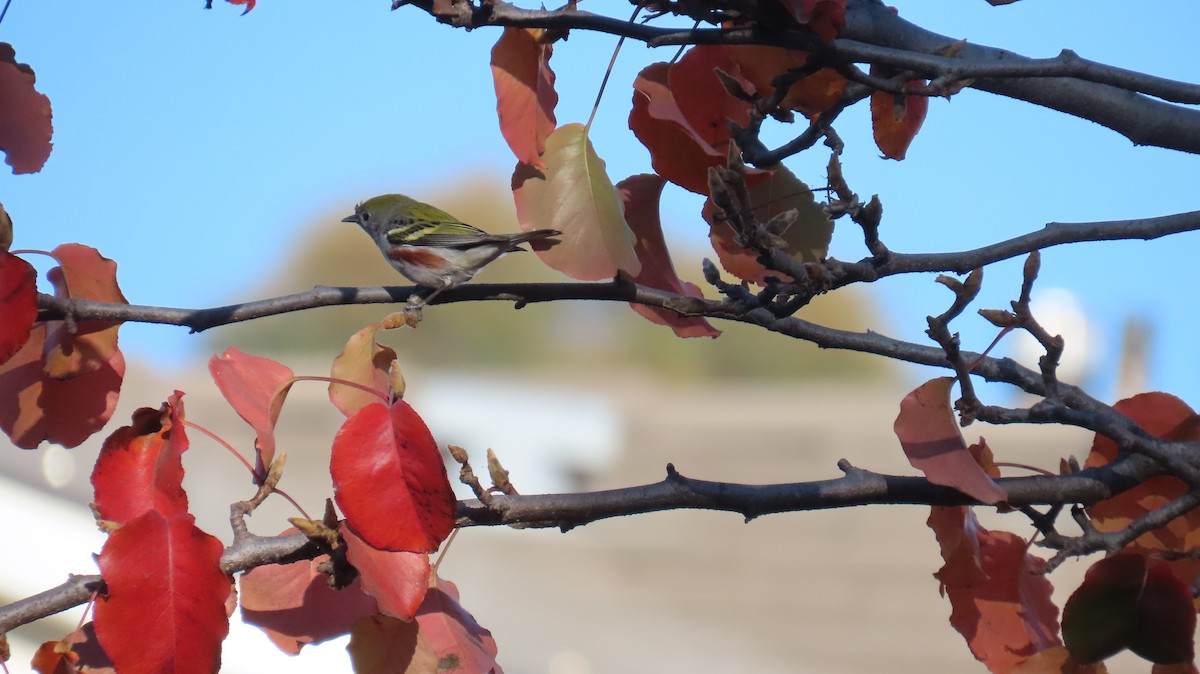 Chestnut-sided Warbler - ML628517588