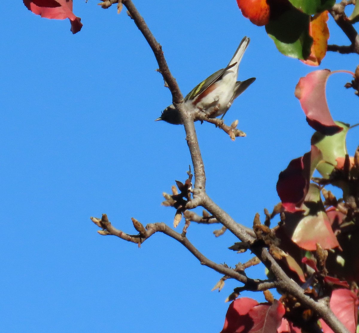 Chestnut-sided Warbler - ML628517591