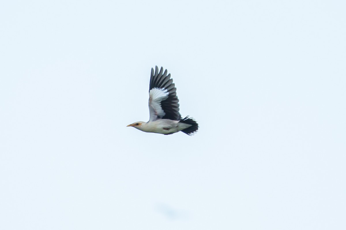Black-winged Myna (Gray-rumped) - ML628517595