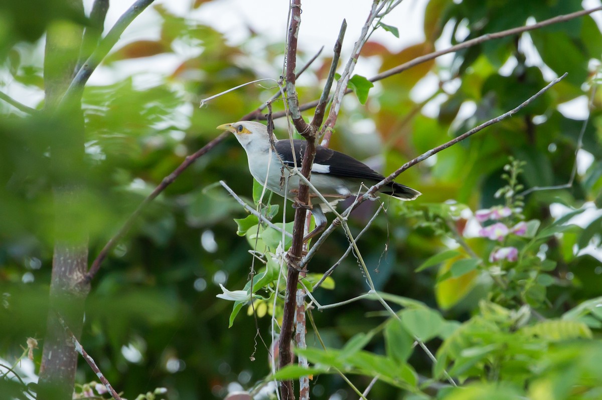 Black-winged Myna (Gray-rumped) - ML628517596