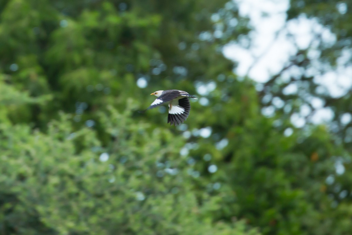 Black-winged Myna (Gray-rumped) - ML628517597