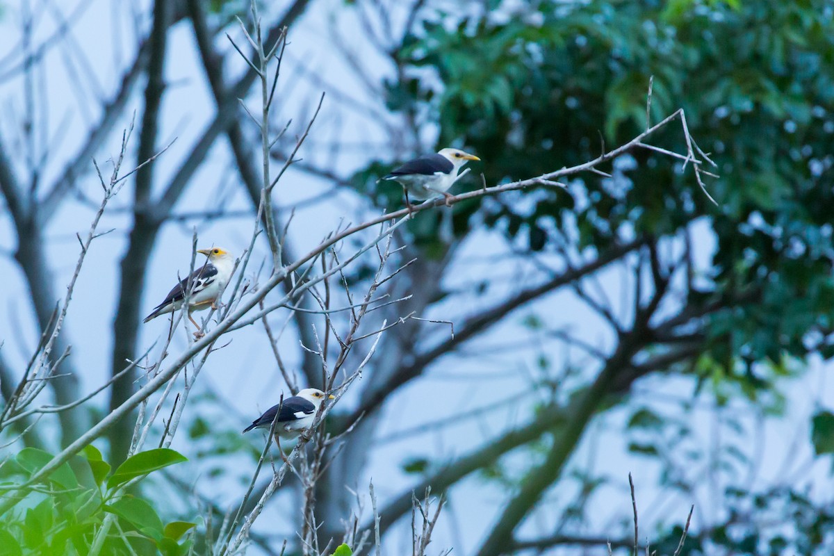 Black-winged Myna (Gray-rumped) - ML628517598