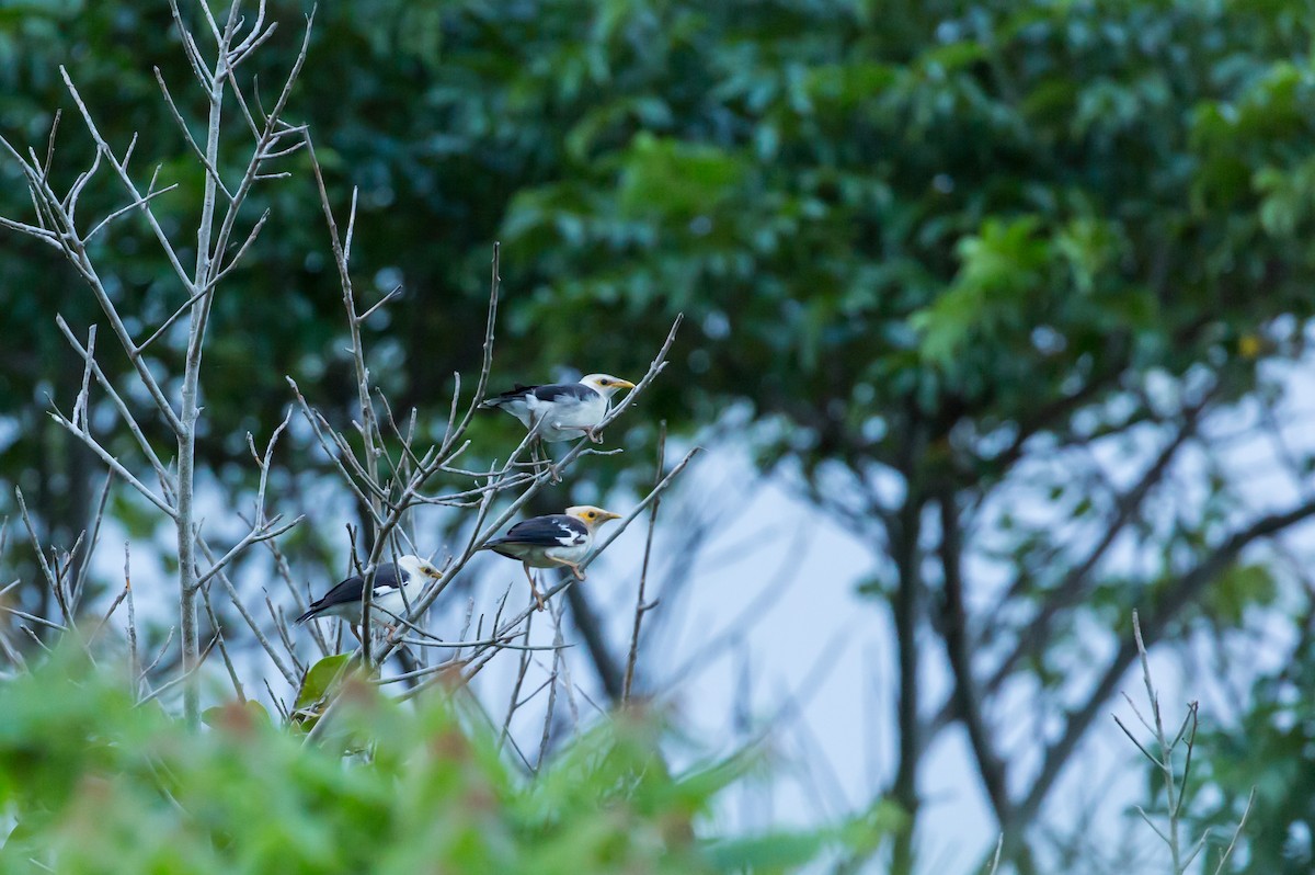 Black-winged Myna (Gray-rumped) - ML628517599