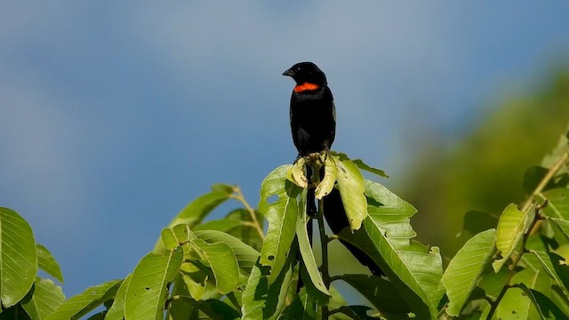 Red-collared Widowbird - ML628517619