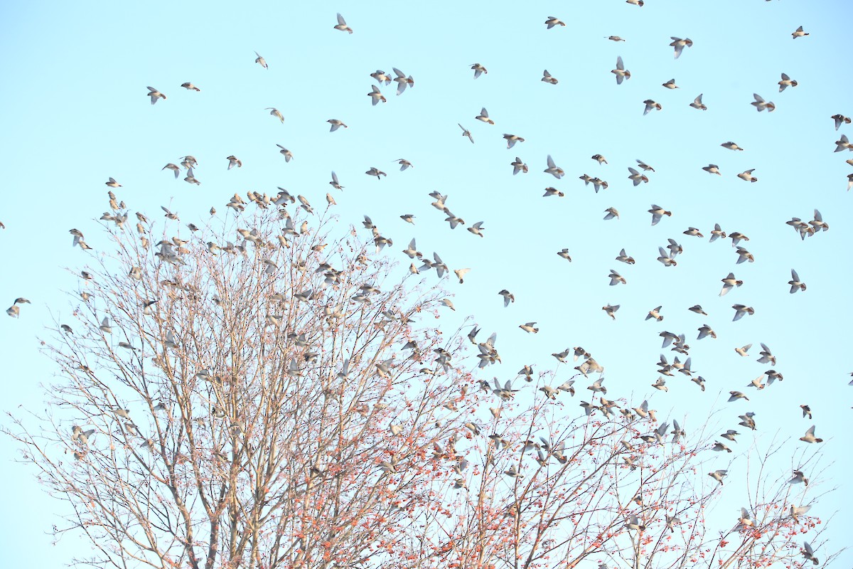 Bohemian Waxwing - ML628517626