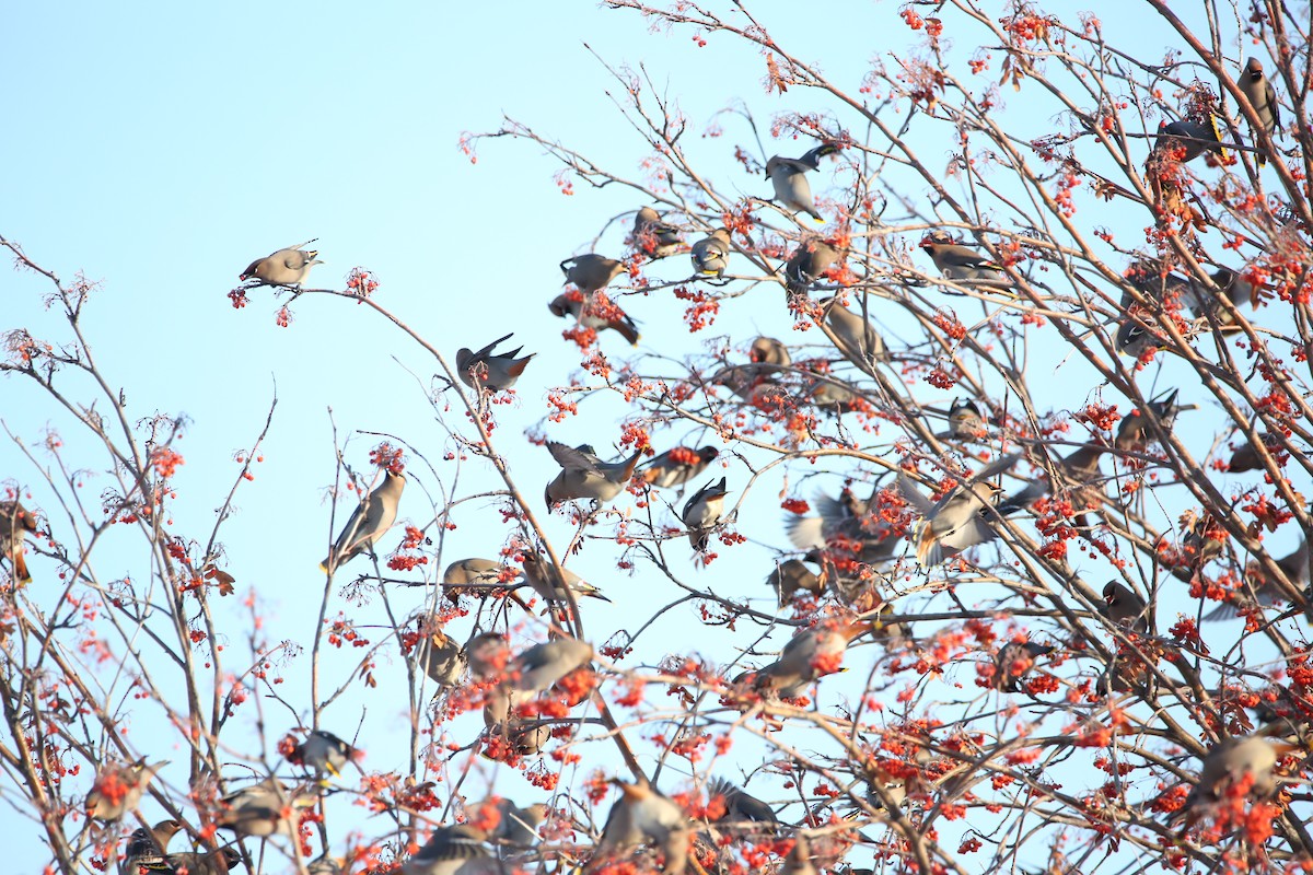 Bohemian Waxwing - ML628517627