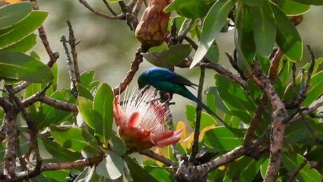 Malachite Sunbird - ML628517751