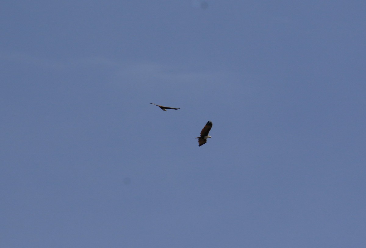 Brahminy Kite - ML628517874