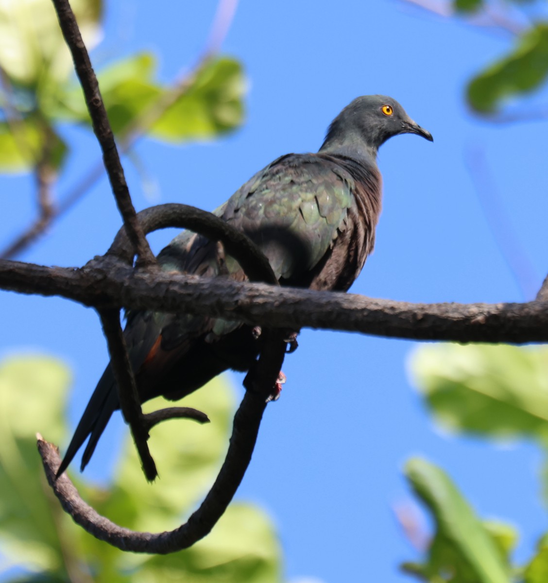 Christmas Island Imperial-Pigeon - ML628517975