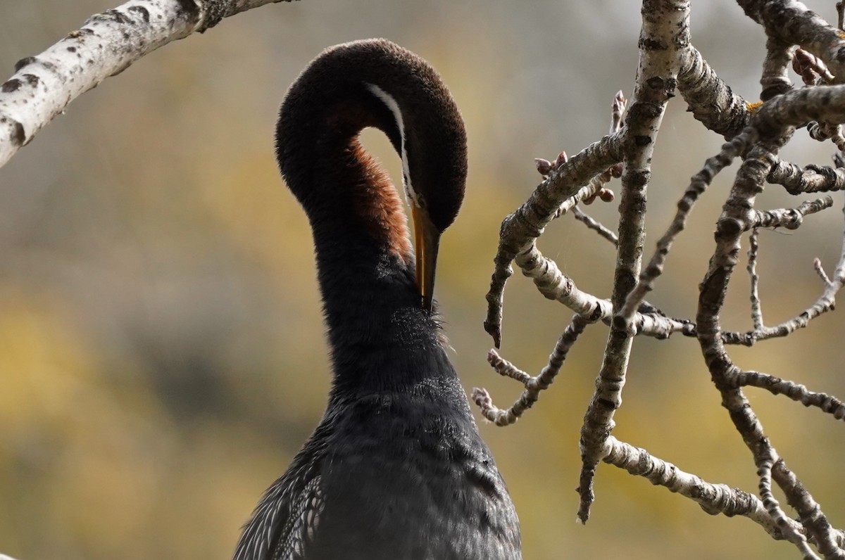 Australasian Darter - ML628518034