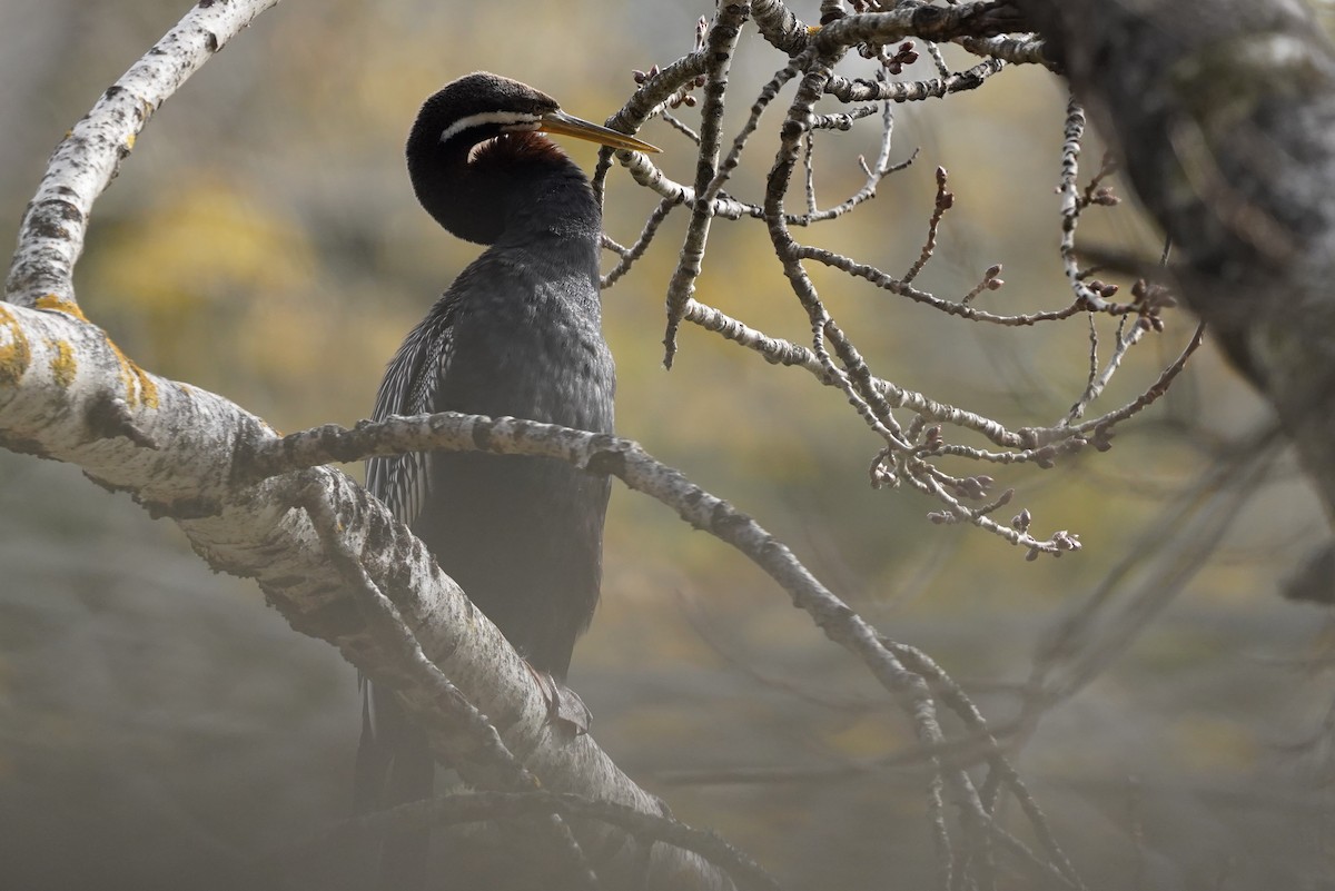 Australasian Darter - ML628518036