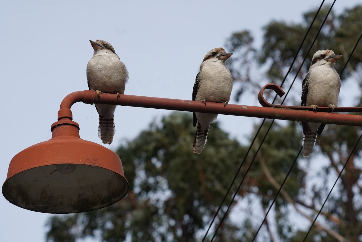 Laughing Kookaburra - ML628518053