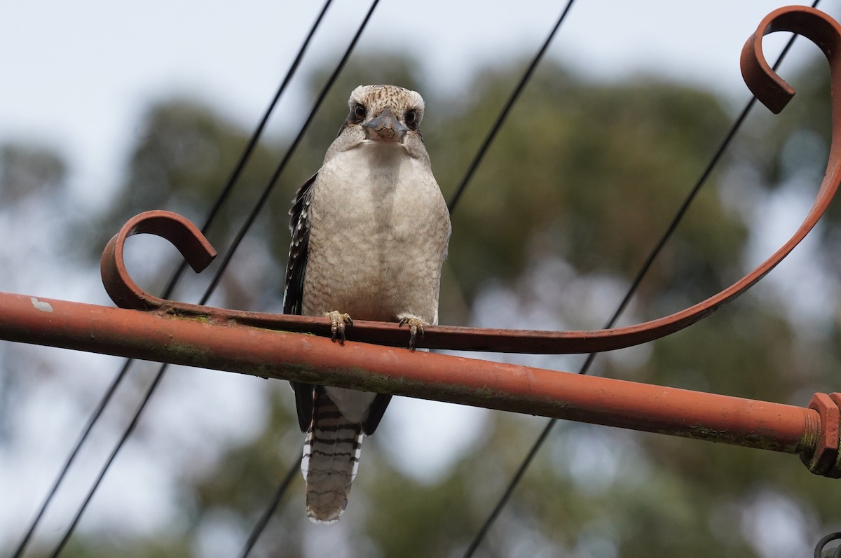Laughing Kookaburra - ML628518055
