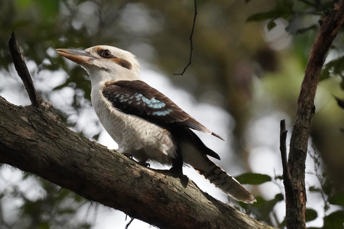 Laughing Kookaburra - ML628518057