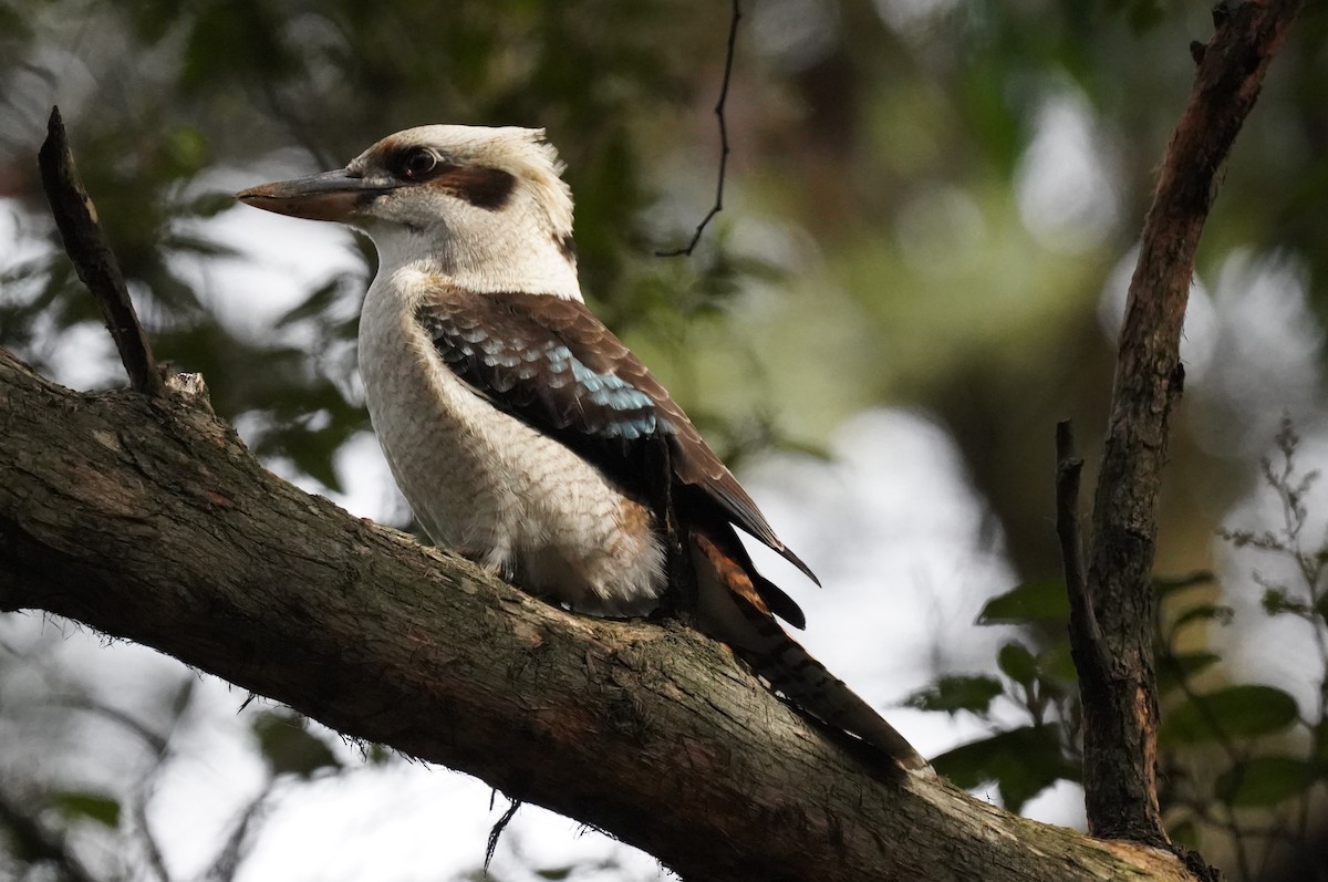 Laughing Kookaburra - ML628518059
