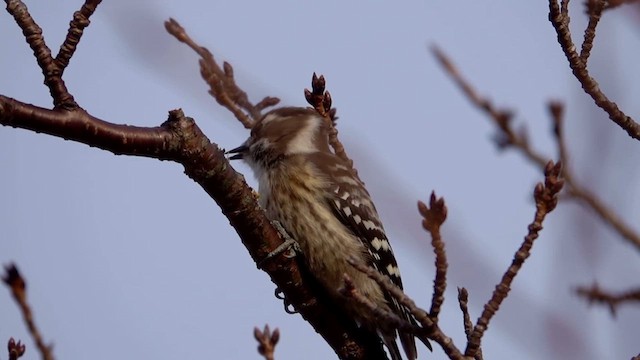 Japanese Pygmy Woodpecker - ML628518074