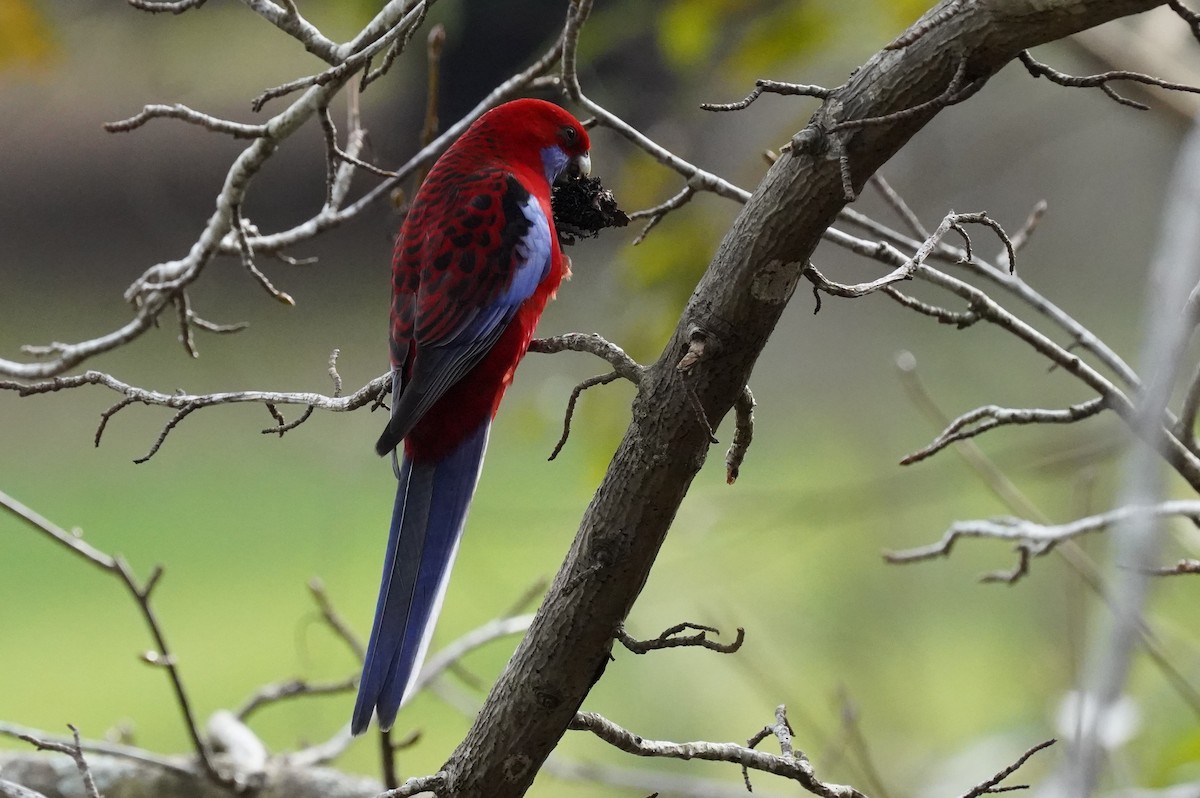 Crimson Rosella - ML628518082