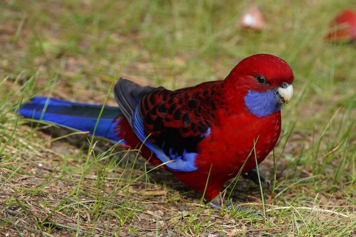 Crimson Rosella - ML628518083