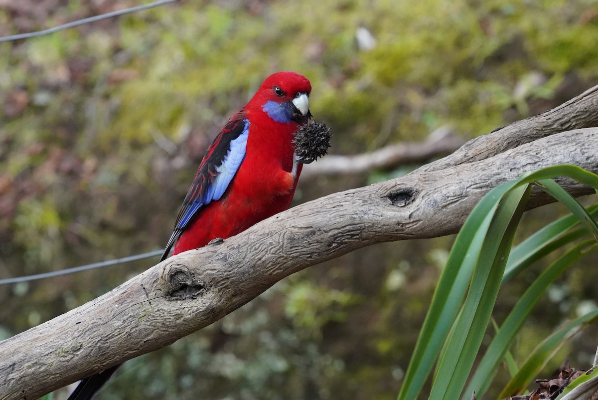 Crimson Rosella - ML628518085