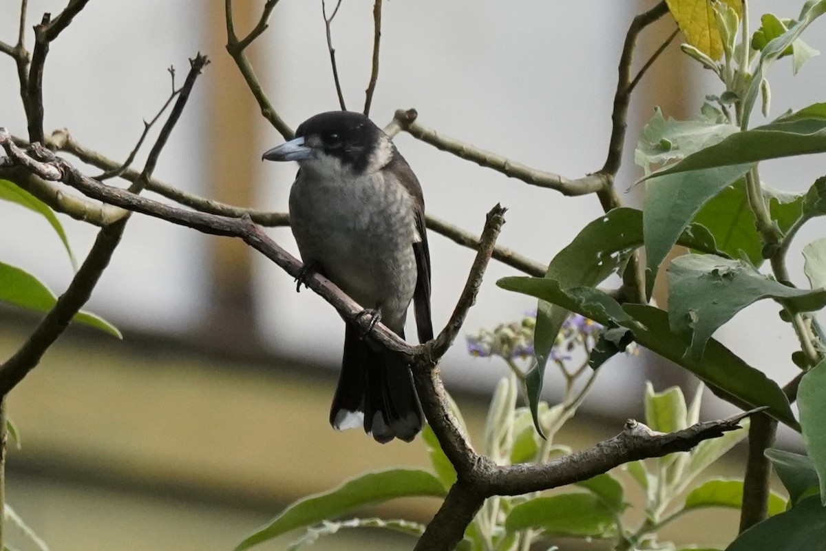 Gray Butcherbird - ML628518104