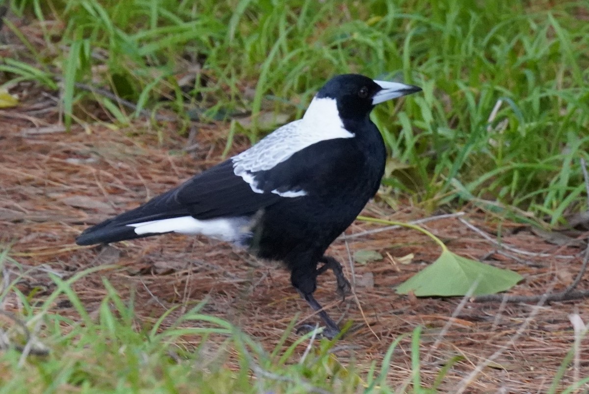 Australian Magpie - ML628518108