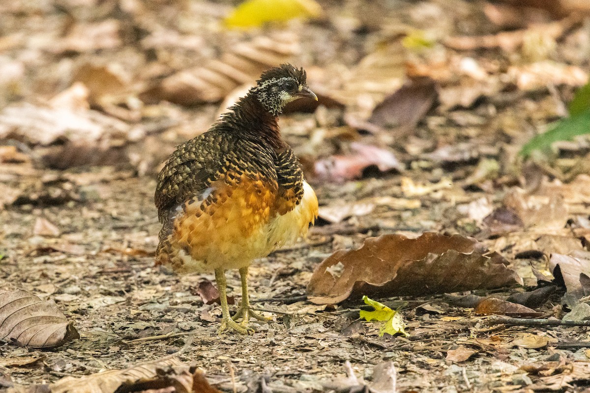 Sabah Partridge - ML628518264