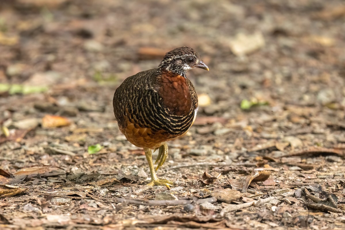 Sabah Partridge - ML628518266