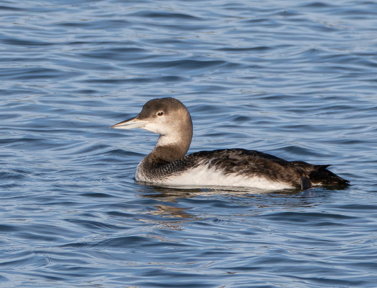 Common Loon - ML628518417
