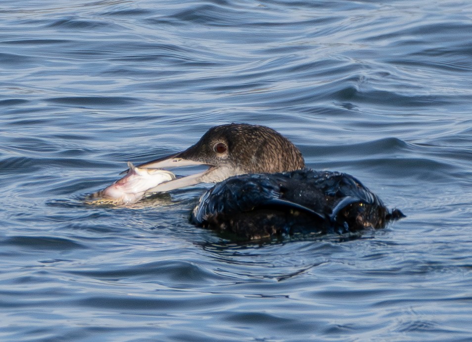 Common Loon - ML628518421