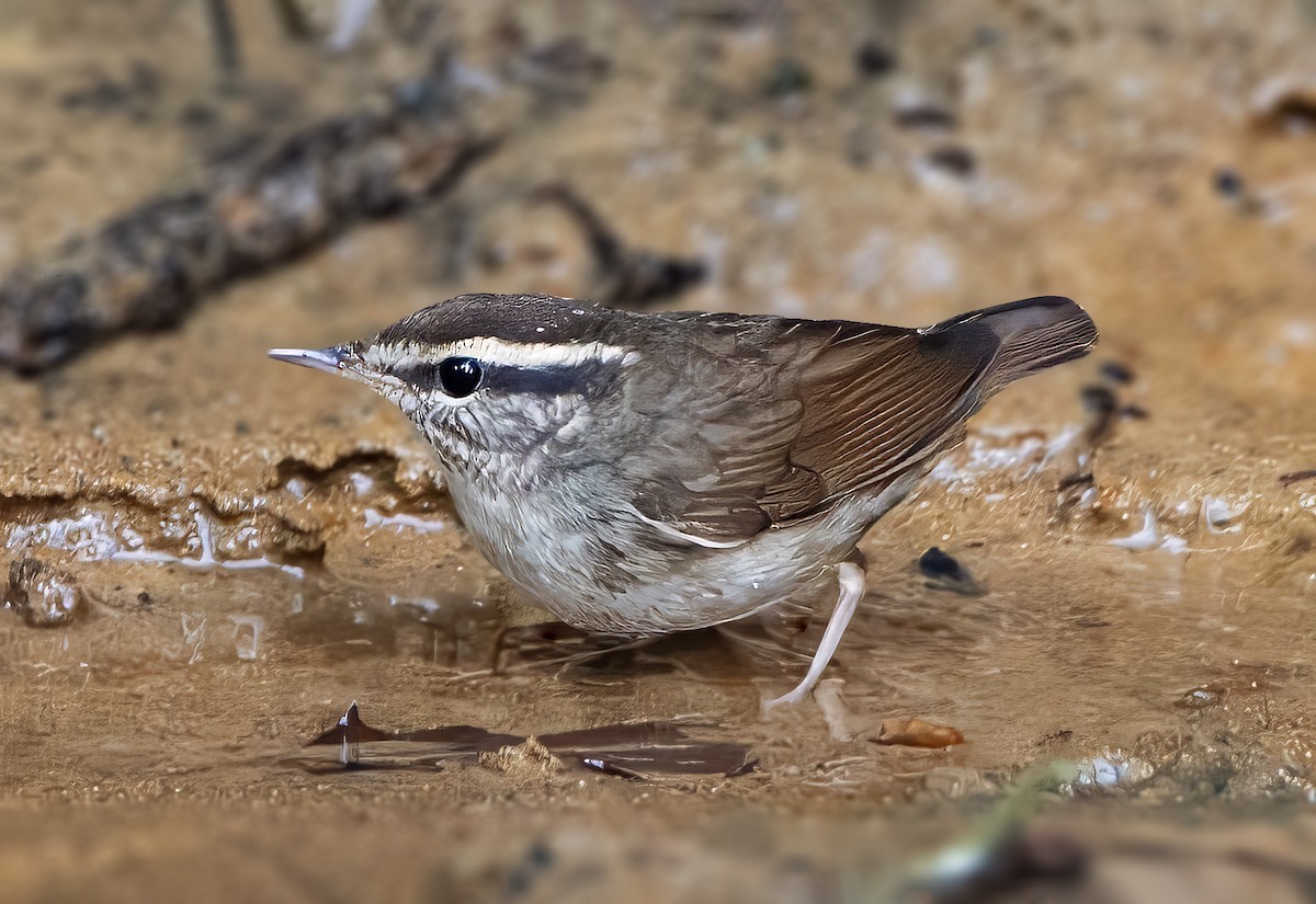 Asian Stubtail - ML628518774